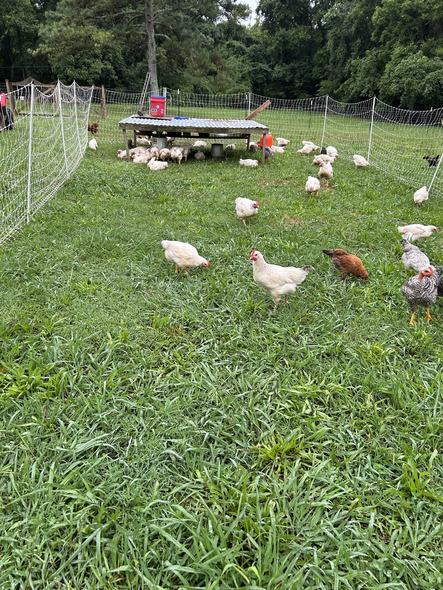 Your Huntsville Source for Healthy, Regenerative Meats and More!